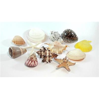 Sachet de 12 coquillages moyens avec crochets