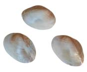 Valves de Clam Chinois ( Lot de 3 )