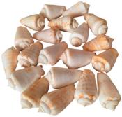Coquillages Strombus Luhuanus 250 grs
