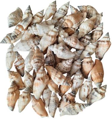 Coquillages Strombus Urceus 250 grs
