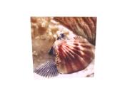 Cadre pecten