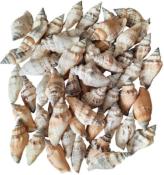 Coquillages Strombus Urceus 250 grs