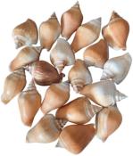 Coquillages Strombus Canarium 250 grs